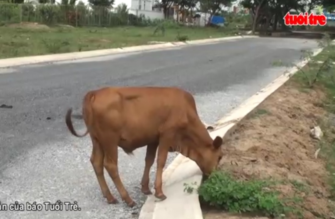 Free range cows bring danger and pollution to Can Tho City