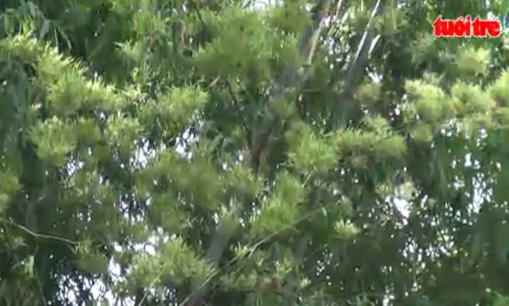 100-year-old bamboo blooms in Quang Nam Province