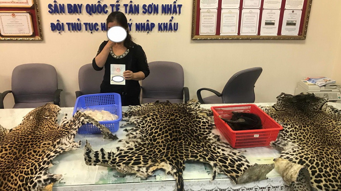 Ivory, leopard skins seized from passenger luggage at Saigon airport