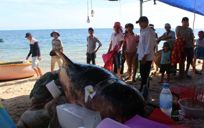 700kg whale washes ashore in central Vietnam