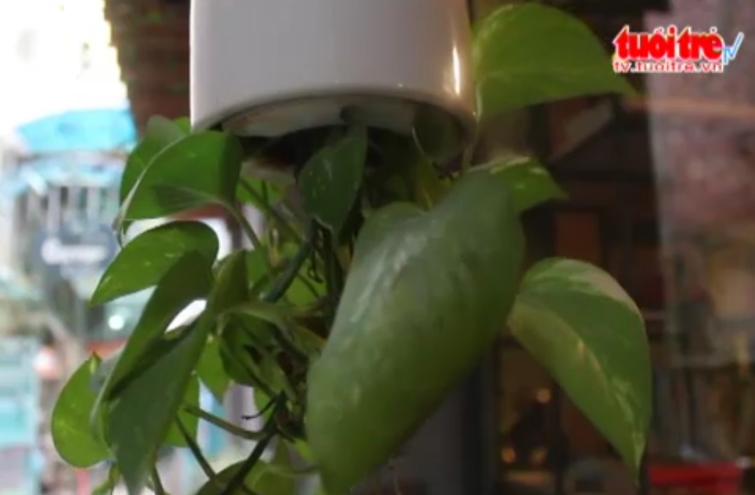 Upside down plants gain popularity in Vietnam