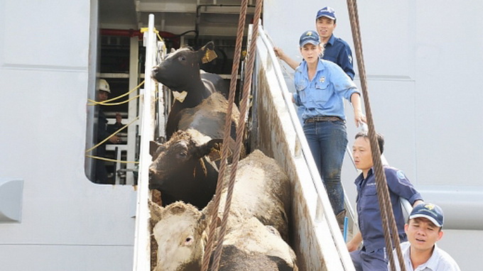 Vietnam’s Vinamilk imports 2,000 dairy cows from US
