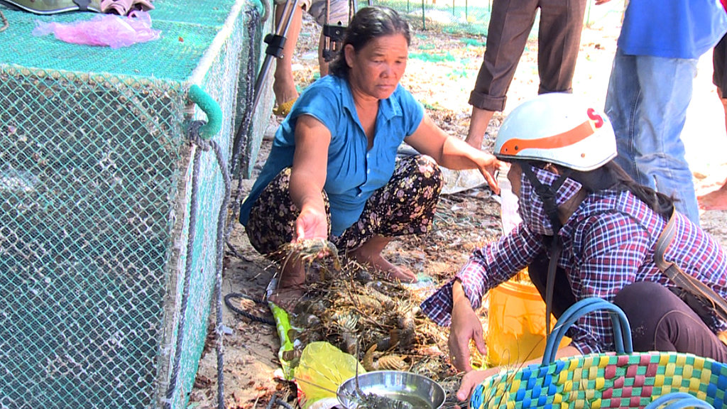 Vietnamese province to declare state of natural disaster as lobsters die in droves