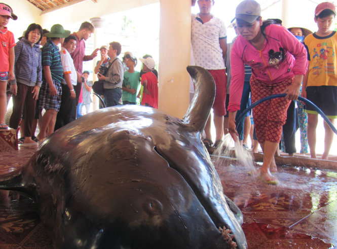 One-ton whale dies onshore in central Vietnam