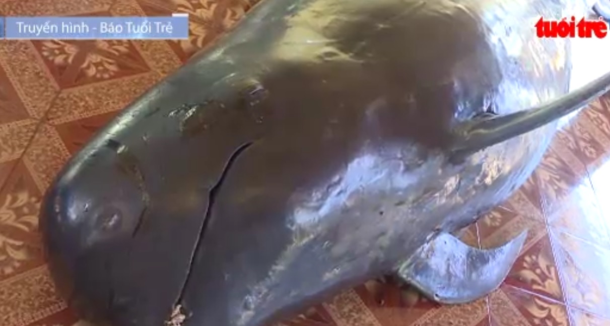 4.5m whale washes ashore in central Vietnam