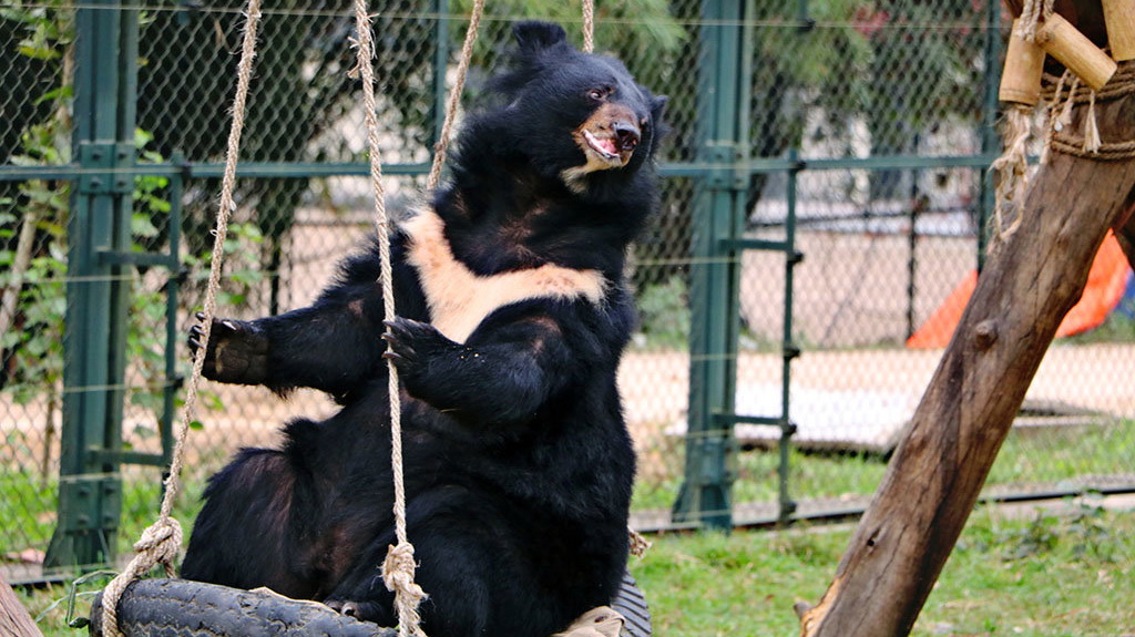 Rescued bears get corrective jaw surgery in Vietnam