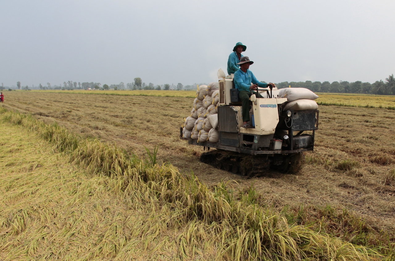 Asia importer demand pushes rice prices; Vietnam hits near 2.5-yr high
