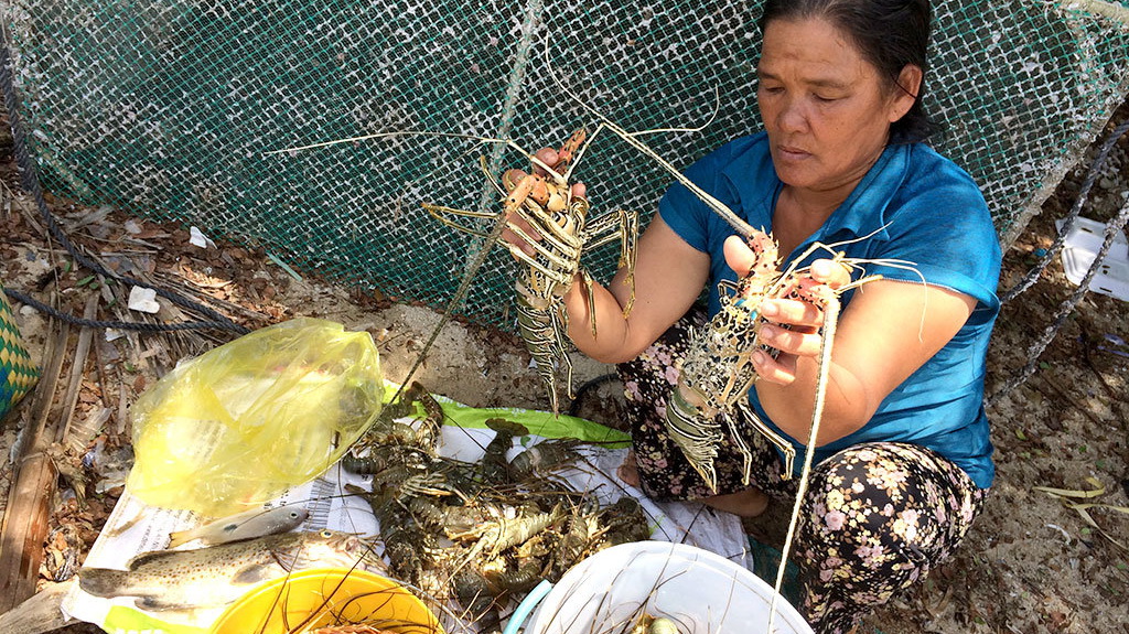 Mass lobster deaths in south-central Vietnam remain a mystery