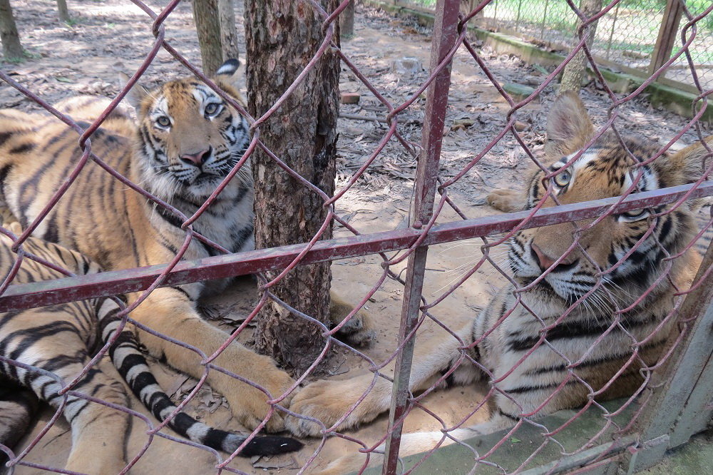 Vietnam tiger farm, where the big cat attacked student, operates with expired license