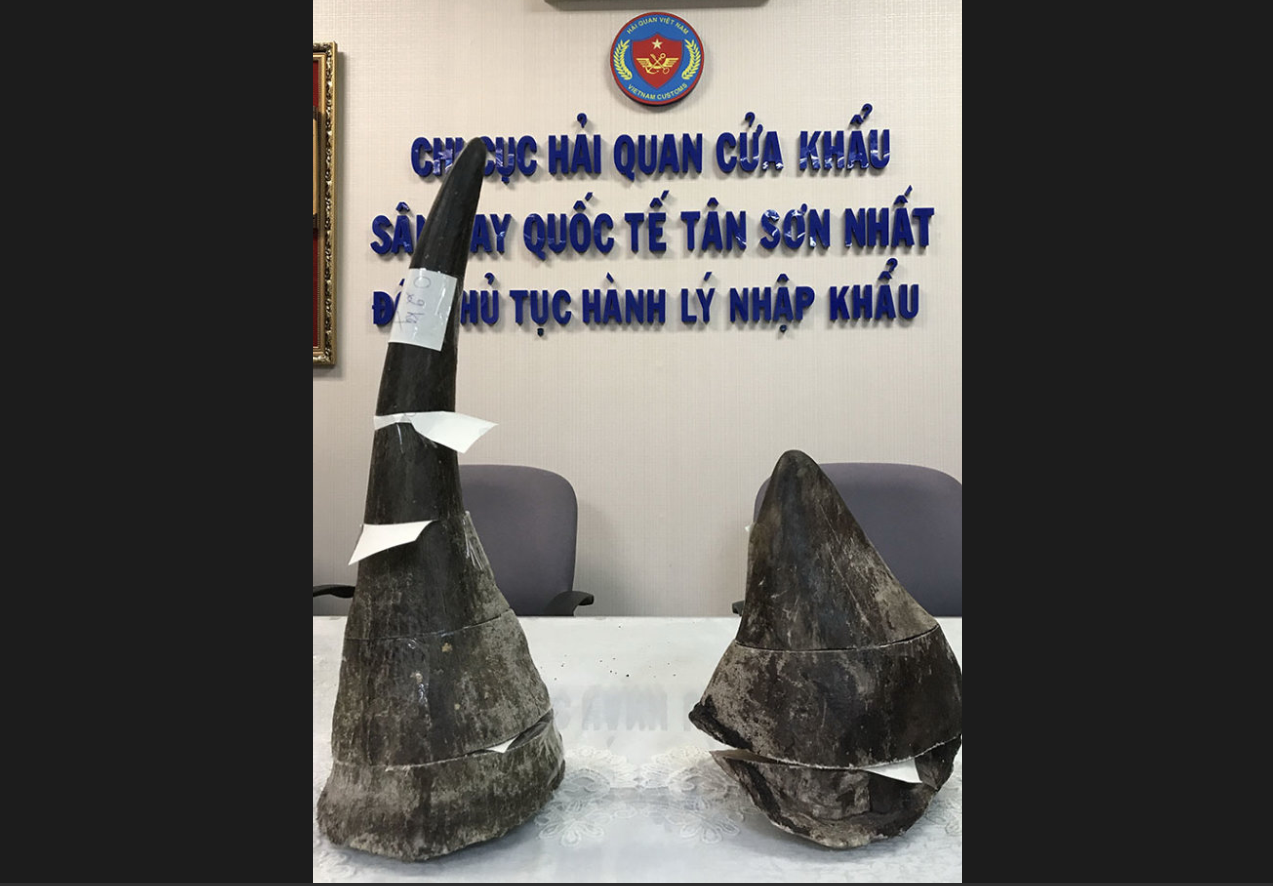 Yet another pricey batch of smuggled rhino horns seized at Tan Son Nhat