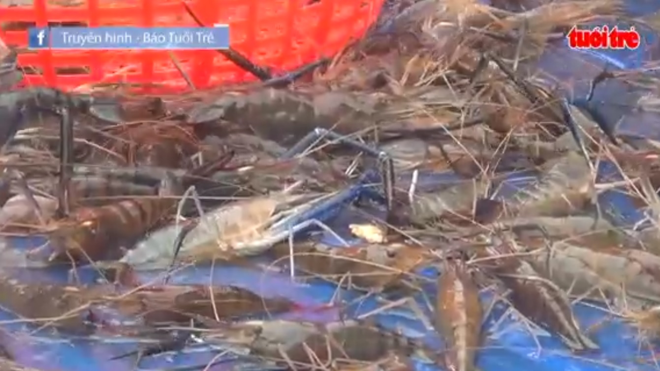 Farming prawns in salinized soil in southern Vietnam