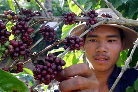 Asia Coffee-Indonesian discounts flat; quiet market in Vietnam