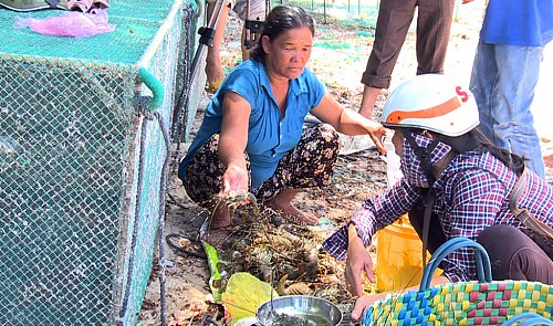 Vietnamese province to declare state of natural disaster as lobsters die in droves