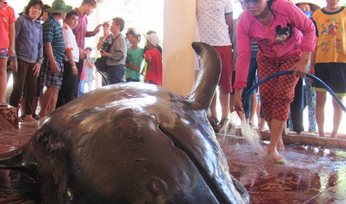 One-ton whale dies onshore in central Vietnam