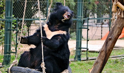 Rescued bears get corrective jaw surgery in Vietnam