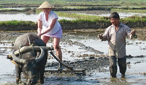 Foreign tourists experience plowing rice paddies with water buffalo in Vietnam’s Sa Pa