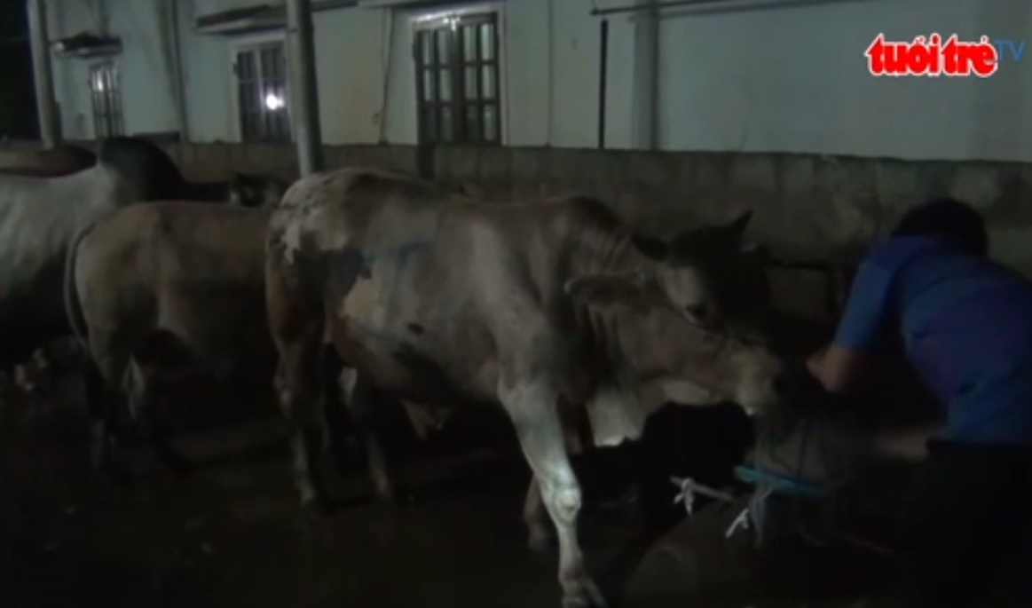 Slaughterhouse found injecting water into cows in central Vietnam