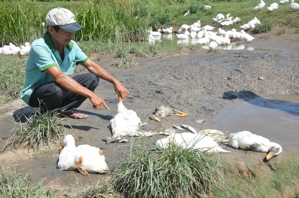 Ducks, fish die en masse in central Vietnamese village