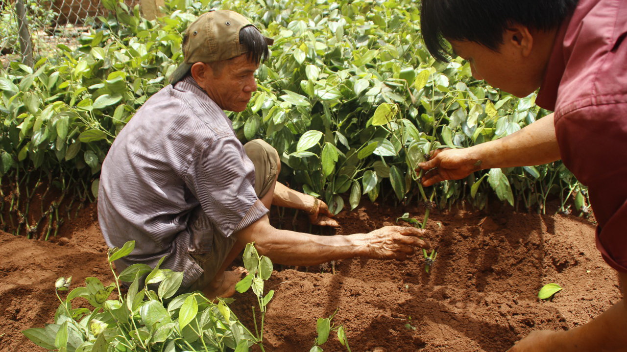 Vietnam’s black pepper race persists notwithstanding price dip