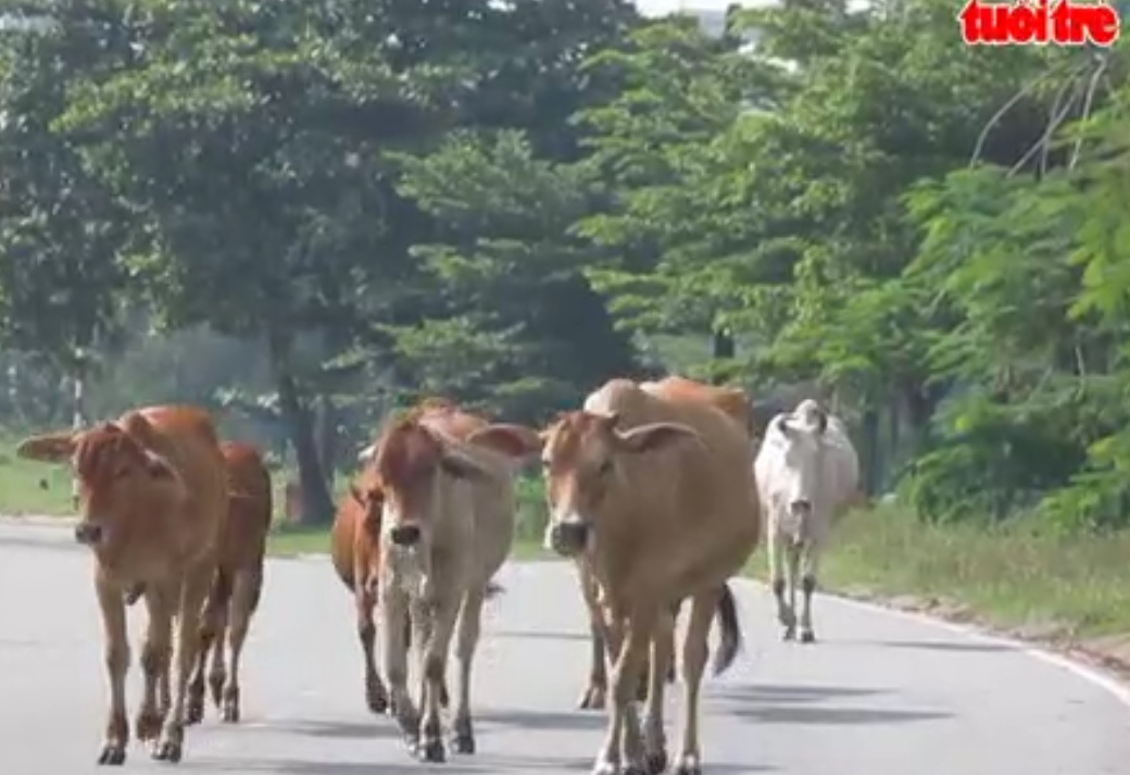Cattle graze freely in Ho Chi Minh City university area