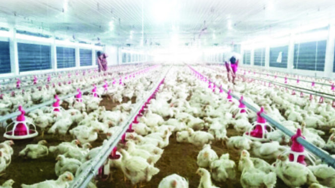 Vietnam sees growing potential for chicken export