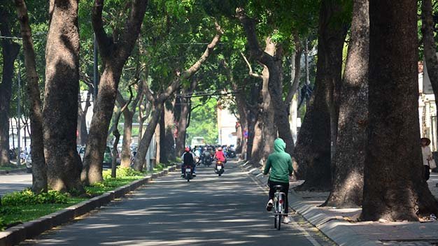 Ho Chi Minh City to fell, relocate 258 old trees for bridge construction