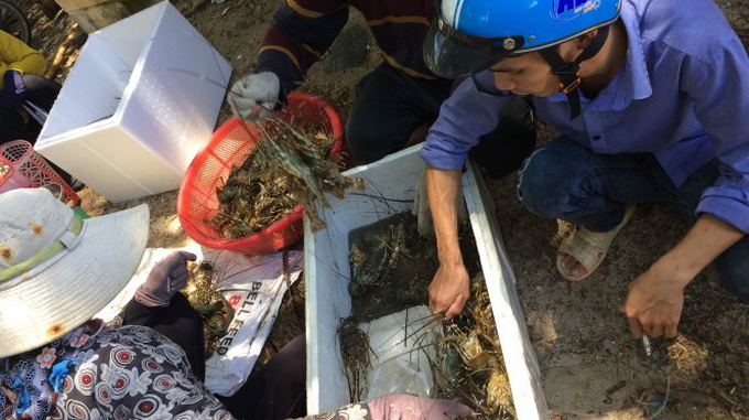 ‘Organic pollution’ behind mass lobster deaths in south-central Vietnam: authorities