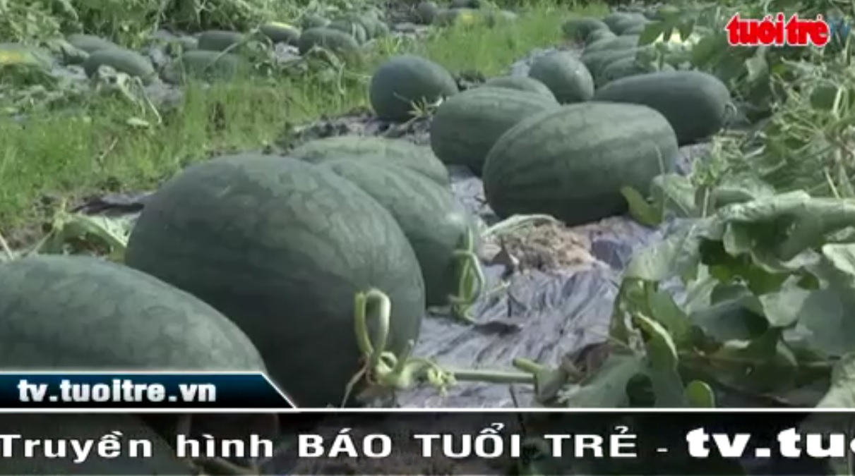 Farmers produce bumper watermelon crop in central Vietnam