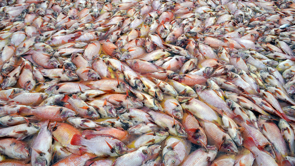 Cage-farmed fish die en masse in Da Nang river