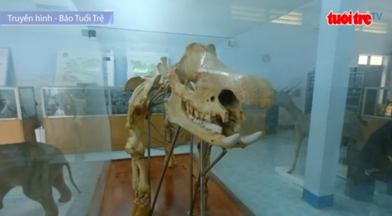 The last Javan rhino skeleton exhibited in southern Vietnam