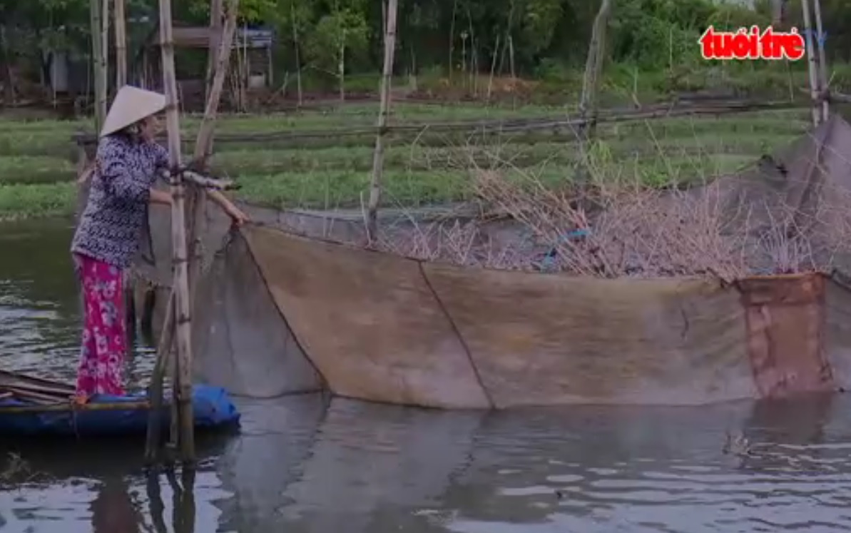 Catching Siamese mud carp in Vietnam’s Mekong Delta