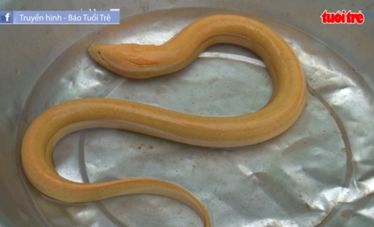 Giant yellow eel caught in southern Vietnam