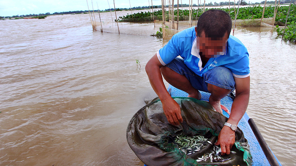 Ban to prevent growth overfishing enacted in Vietnam’s Mekong Delta