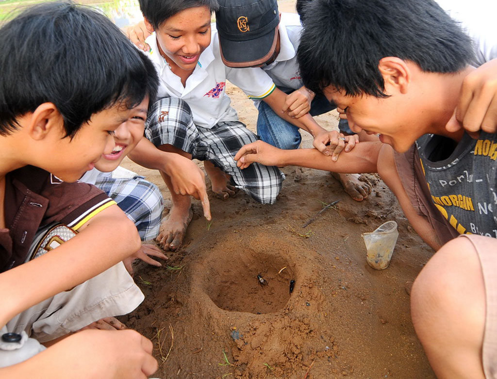 In smartphone era, children still fight crickets in Saigon outskirts