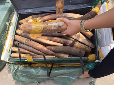 ​Hanoi customs officer caught stealing 150kg of elephant tusks