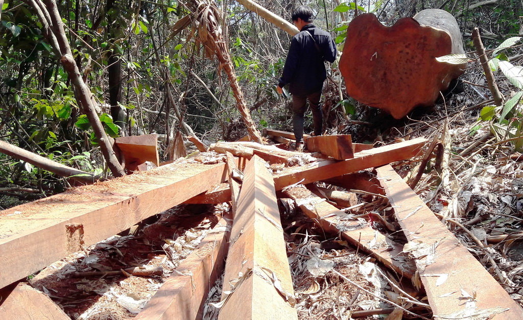 Illegal logging a perennial problem in Vietnam despite premier’s order