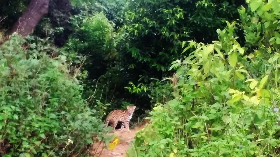 ​Rare wildcat allegedly photographed on Da Nang’s Son Tra peninsula
