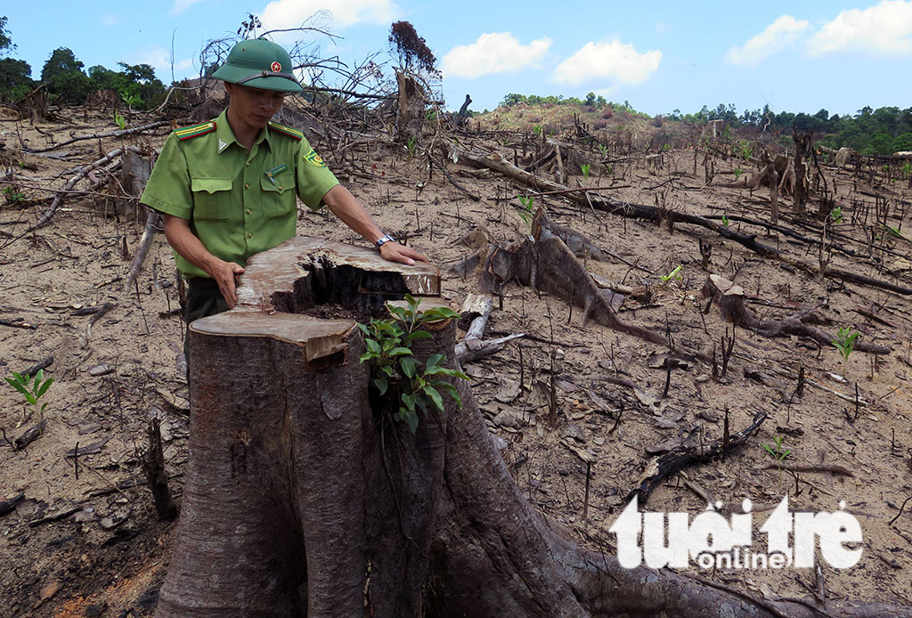 ​Large forest destroyed in organized manner in south-central Vietnam