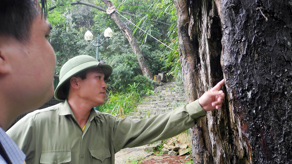 ​700-yr-old tree withers in northern Vietnam