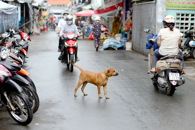 Vietnam’s dog problem