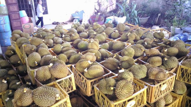​Facility caught chemically treating 11 tons of durian in Vietnam’s Central Highlands