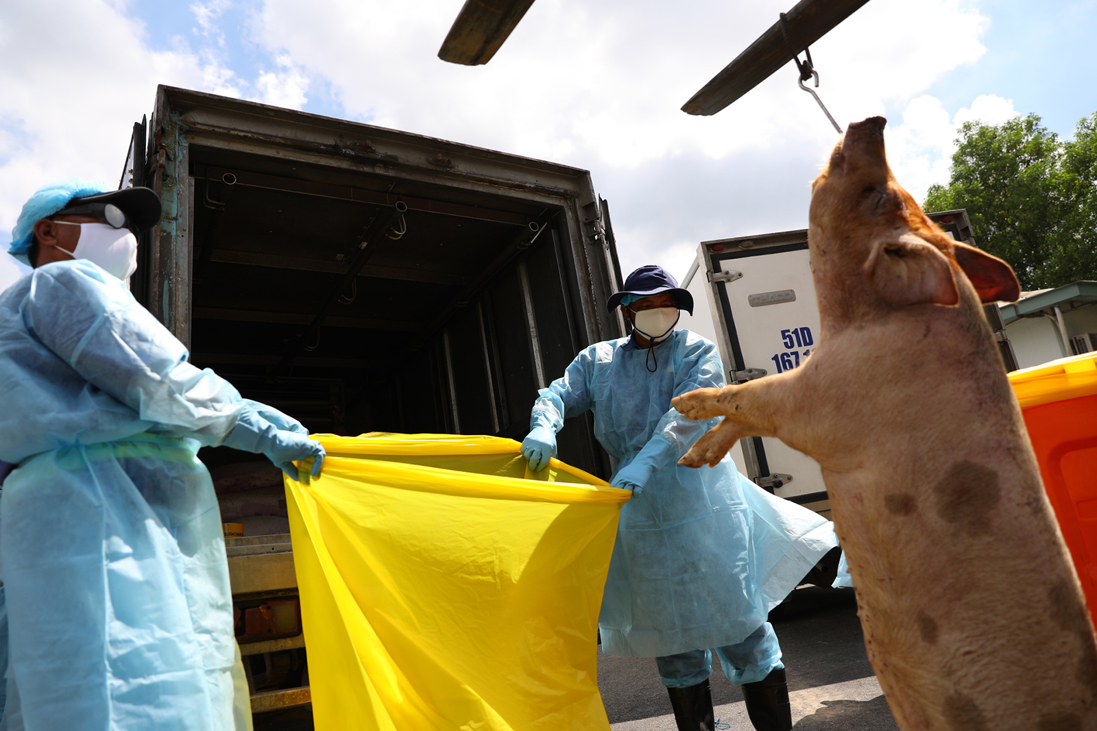 ​Ho Chi Minh City plans incineration of 3,750 pigs after exposure to sedatives