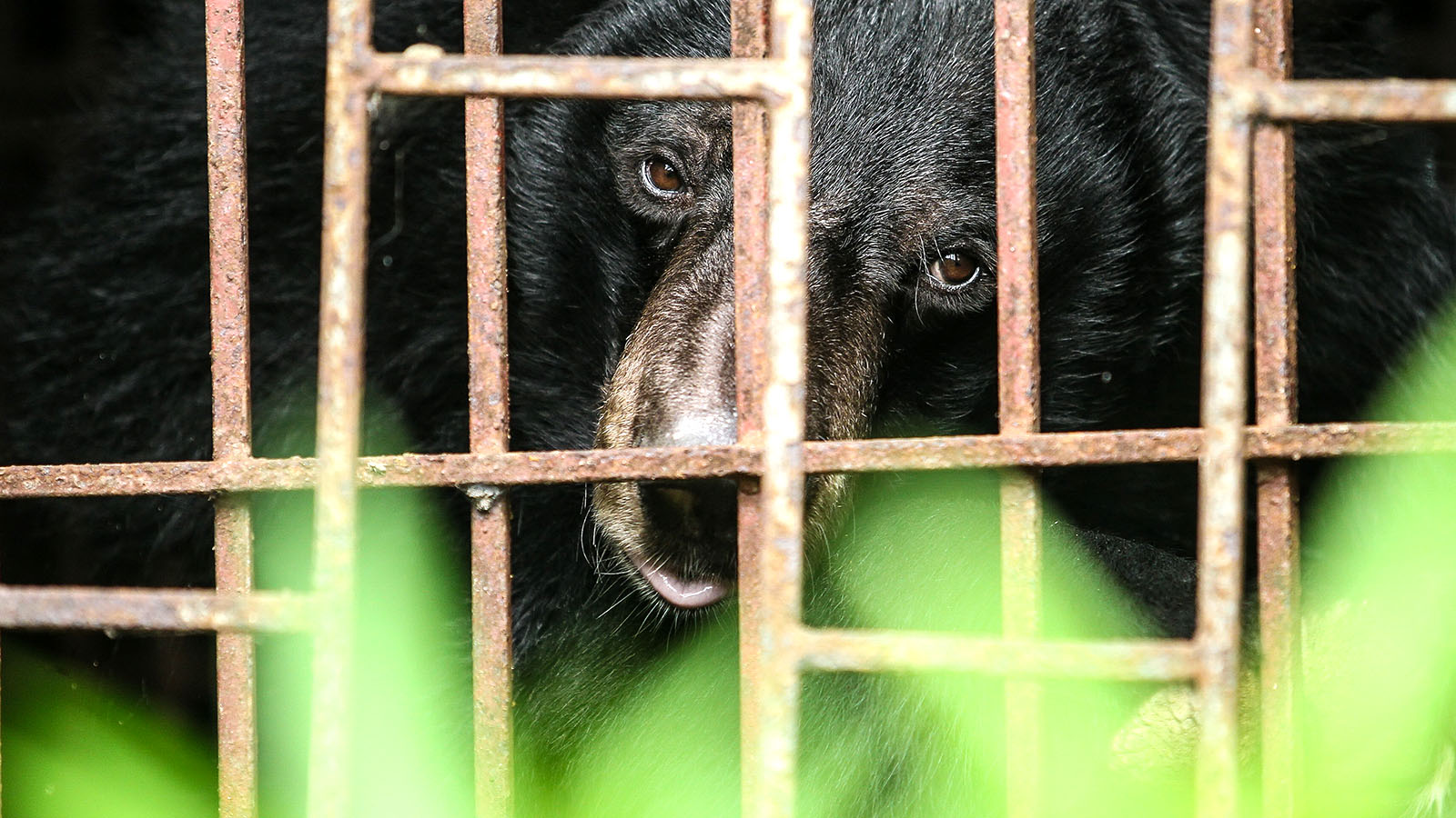 ​Bears raised for bile in Vietnam get second chance at life