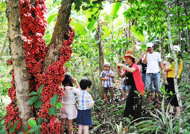 Tourists lured in droves to red fruit orchards in Vietnam