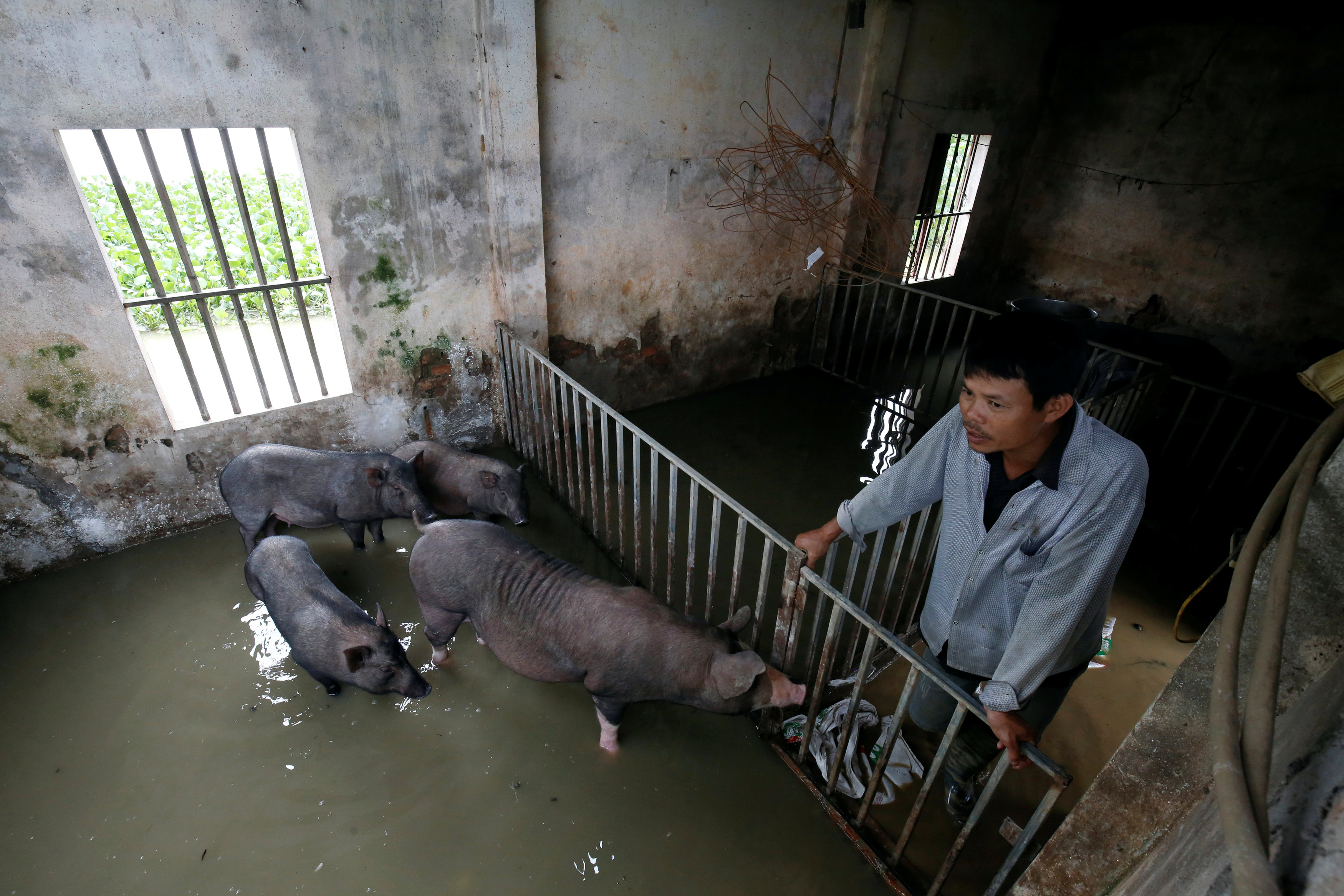 A farmer stands in his flooded pig farm after a tropical depression in Hanoi, Vietnam October 13, 2017. Photo: Reuters