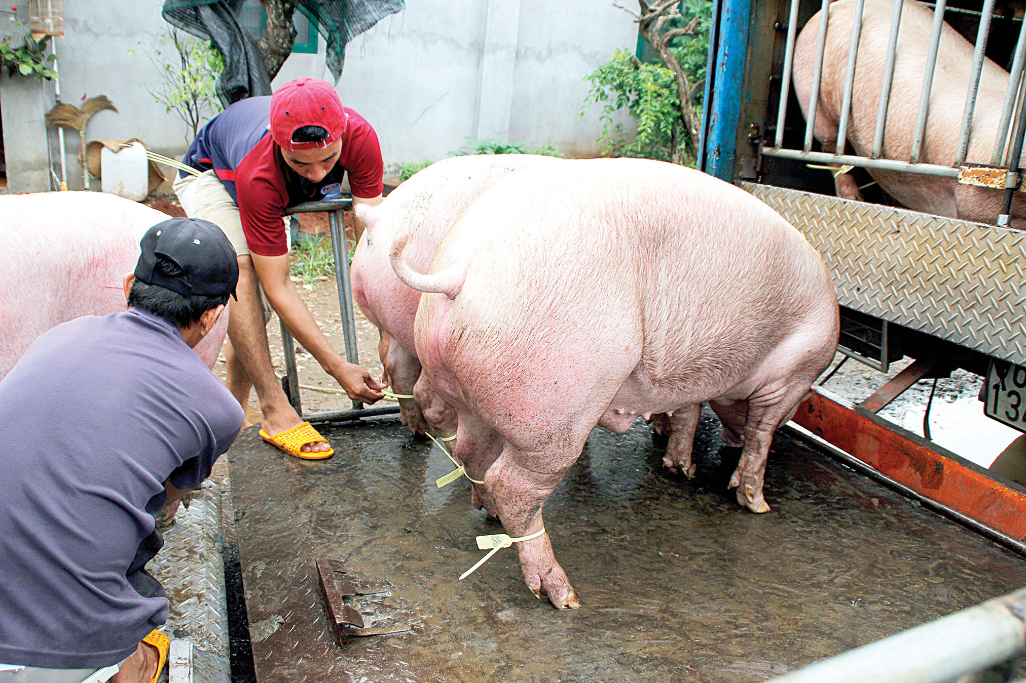 ​Ho Chi Minh City says no to ‘homeless’ pork
