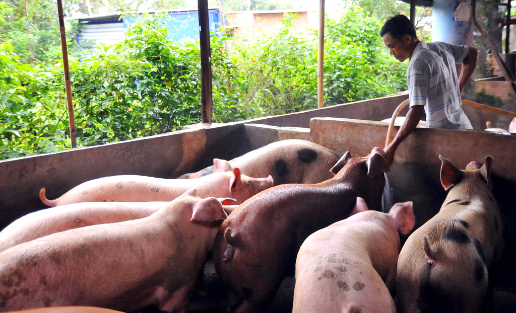 ​Concern over quality threatens export of Vietnamese pork