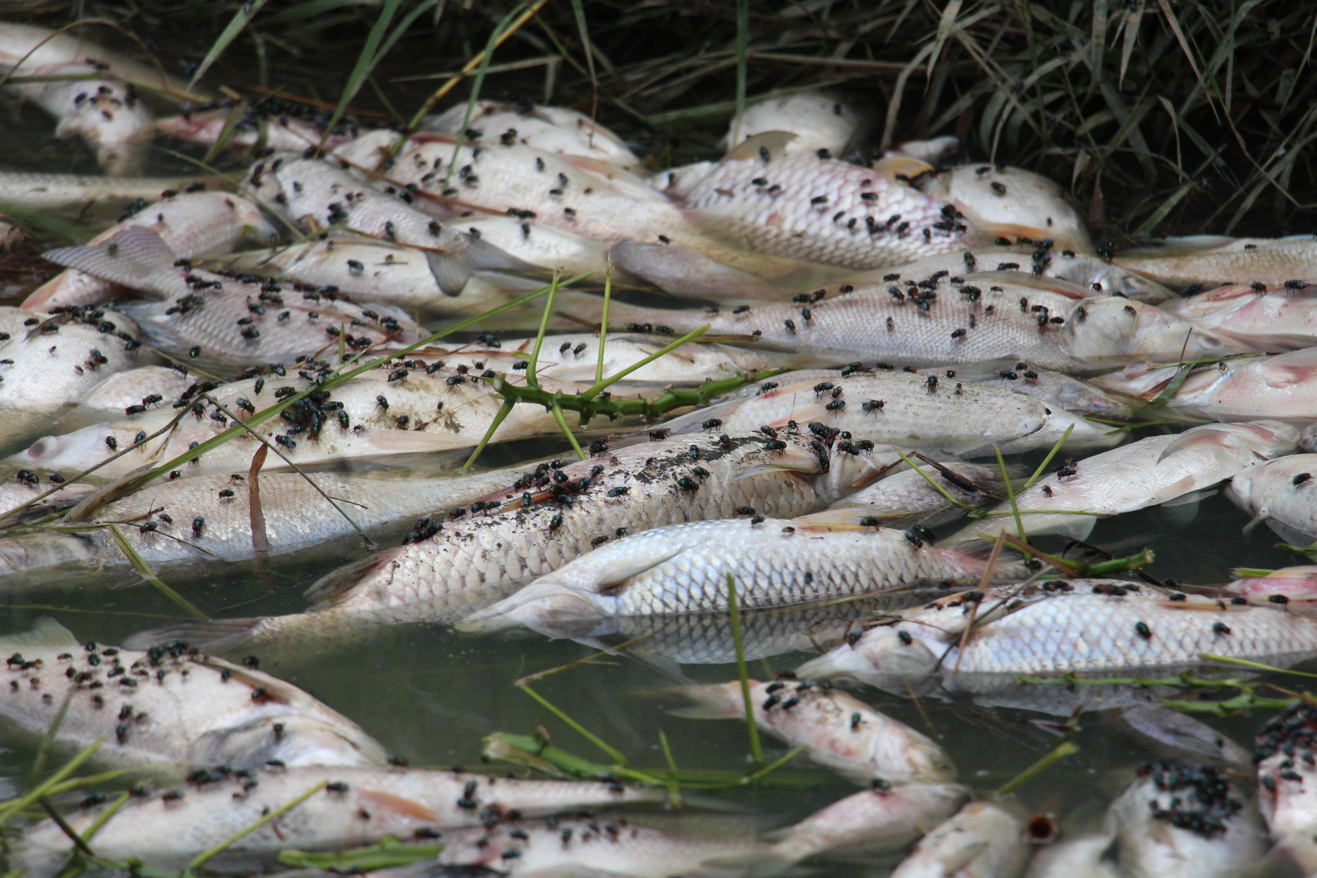 ​Fish die en masse at local dam in Vietnam