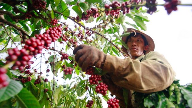 ​Vietnam's Jan-Oct coffee exports down, rice up