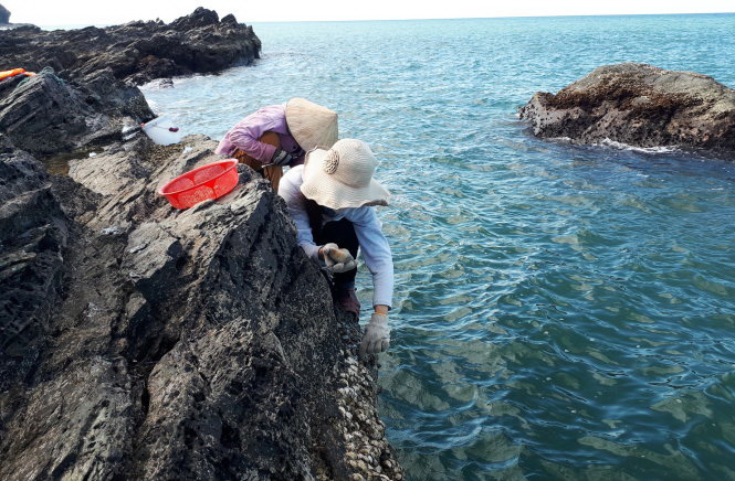 ​Life as a barnacle scavenger for women in central Vietnam